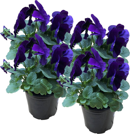 Live Healthy Flowering Pansies - Purple (4 Plants Per Pack), Beautiful Fall Color, 6" Tall by 4" Wide in 1 Pint Square Pot