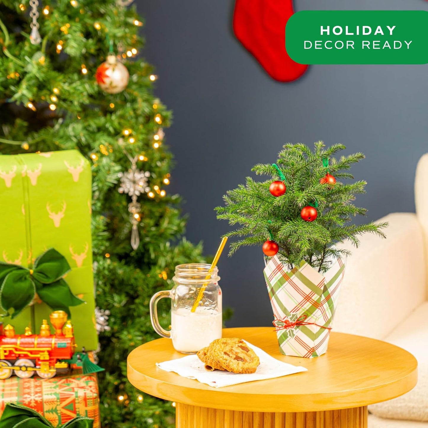 Costa Farms Live Christmas Tree, Small Norfolk Island Pine Tree in Nursery Plant Pot, Potting Soil, Indoor Tree Decor, All Seasons Tabletop Holiday Home or Room Decor, 10-12 Inches Tall