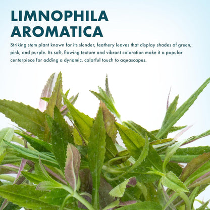 SubstrateSource Live Aquarium Stem Plants - Freshwater Aquatic Plant for Fish Tanks, Aquascaping - (Limnophila Aromatica, 1 Bunch)