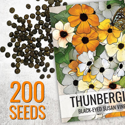 Seed Needs, Black-Eyed Susan Vine Seeds - 100 Heirloom Seeds for Planting Thunbergia alata - Annual Vining Flowers to Cover a Fence or Trellis (2 Packs)