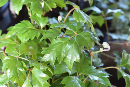 Grape Ivy - 5 Live Plants in 4 Inch Pots -Cissus Rhombifolia - Beautiful Easy Care Indoor Houseplant Vine