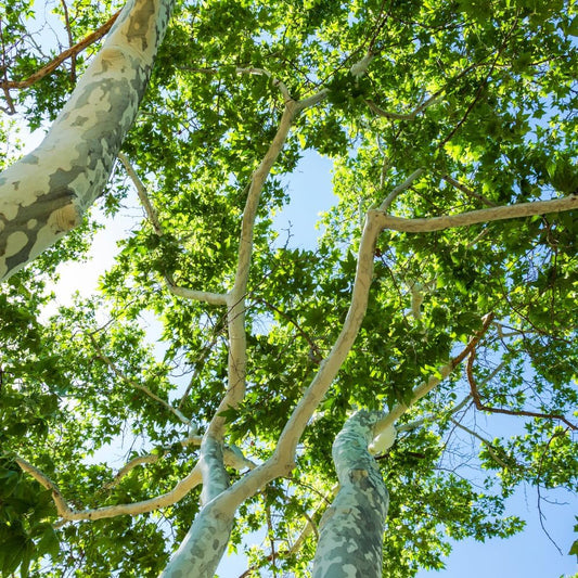 Sycamore Tree Plant Live, 6 to 12 Inc Tall, Sycamore Shade Tree Live Plant Garden
