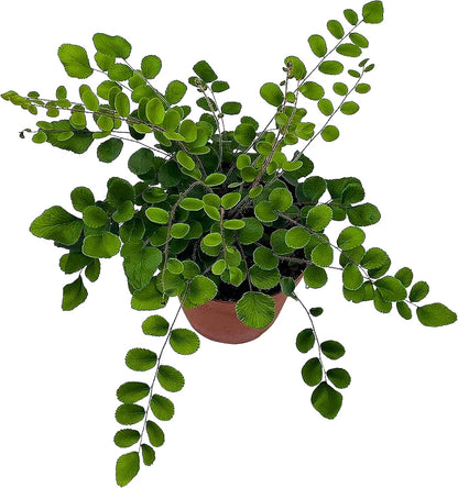 BubbleBlooms Button Fern in a 4 inch Pot Pellaea rotundifolia