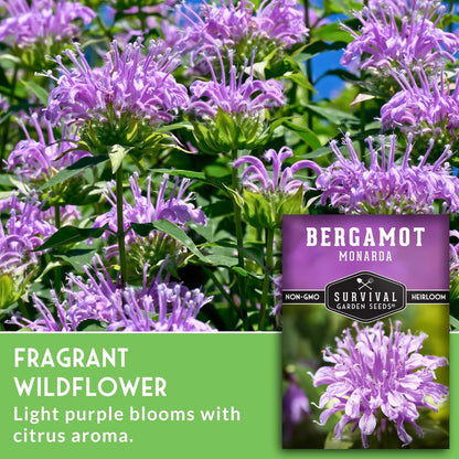 Survival Garden Seeds - Bergamot Herb (Bee Balm) Seed for Planting - 1 Packet with Instructions to Grow Monarda Fistulosa Wildflowers in Your Home Vegetable Garden - Non-GMO Heirloom Variety