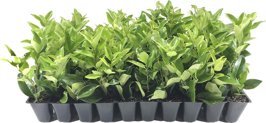 Ligustrum Waxleaf Privet - 3 Live Plants 2" Pot Size - Evergreen Privacy Hedge