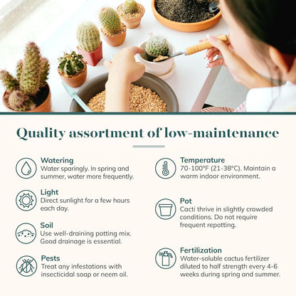 Shop Succulents Premium Live Mini Cactus Plants in Bulk 2" Pots, Easy Care Indoor or Outdoor Gardening, Terrariums, Favors, & Contemporary Spaces with Hardy, Resilient Varieties, Pack of 64