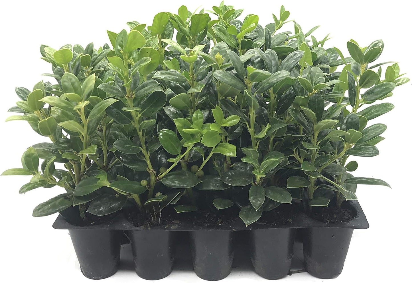 Burfordi Holly | 3 Live Plants | Ilex Cornuta | Fast Growing Evergreen Shrubs, Privacy Hedge Plants, Dark Green Foliage, Low Maintenance Landscaping, Ideal for Hedges and Borders