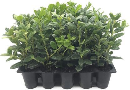 Burfordi Holly | 3 Live Plants | Ilex Cornuta | Fast Growing Evergreen Shrubs, Privacy Hedge Plants, Dark Green Foliage, Low Maintenance Landscaping, Ideal for Hedges and Borders