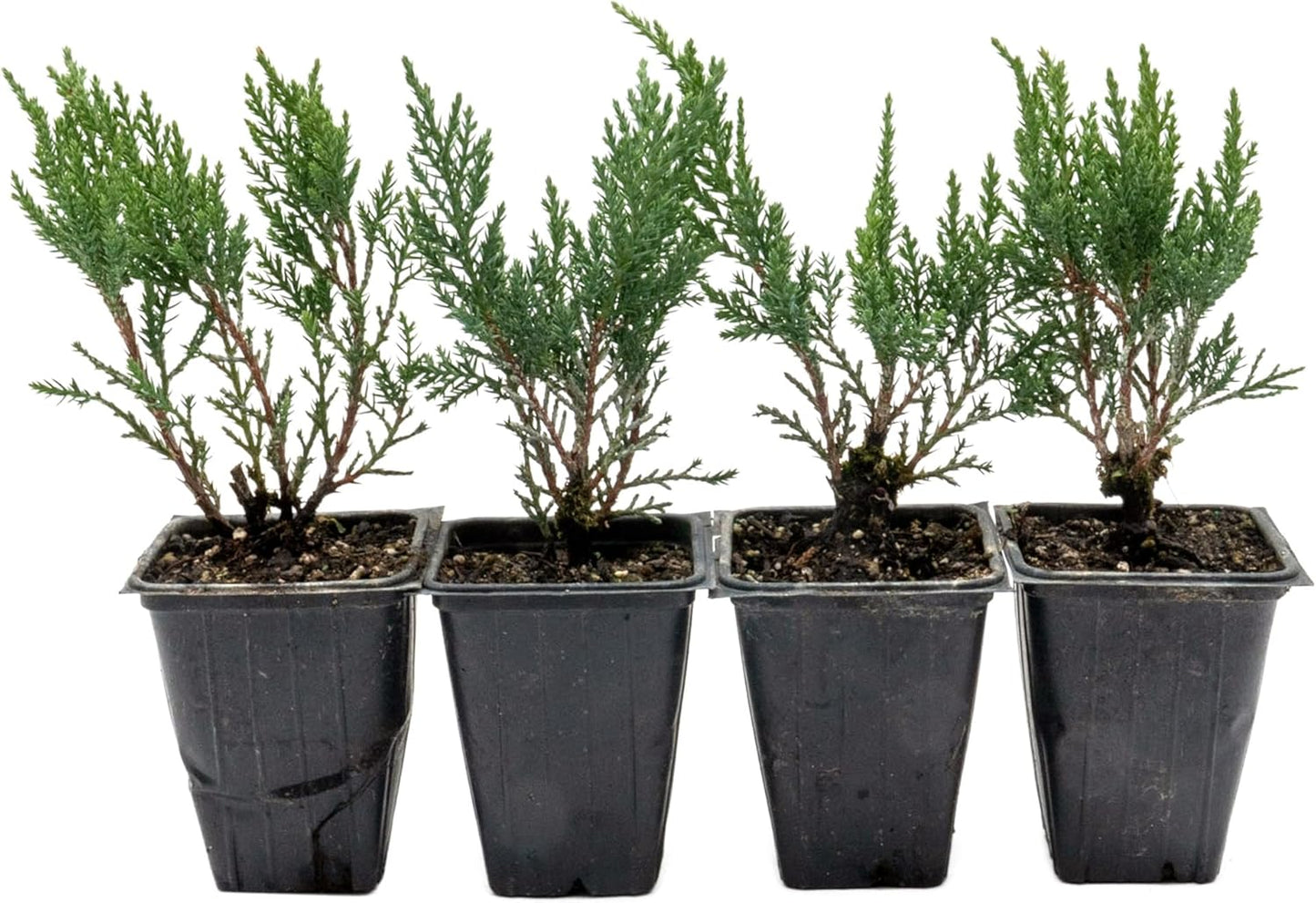 4 Tamarix Juniper in 3.5" Nursery Cubes | Juniperus Sabina ‘Tamariscifolia’ | Dense, Low-Maintenance Evergreen Shrub with Fine, Feathery Foliage | Ready-to-Plant Live Starters