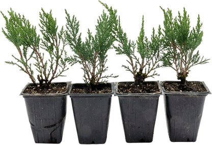4 Tamarix Juniper in 3.5" Nursery Cubes | Juniperus Sabina ‘Tamariscifolia’ | Dense, Low-Maintenance Evergreen Shrub with Fine, Feathery Foliage | Ready-to-Plant Live Starters