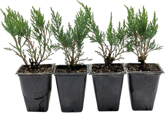 4 Tamarix Juniper in 3.5" Nursery Cubes | Juniperus Sabina ‘Tamariscifolia’ | Dense
