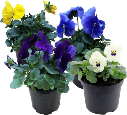 Live Healthy Flowering Pansies - Assorted Colors (4 Plants Per Pack), Beautiful Fall Color, 6" Tall by 4" Wide in 1 Pt Pot