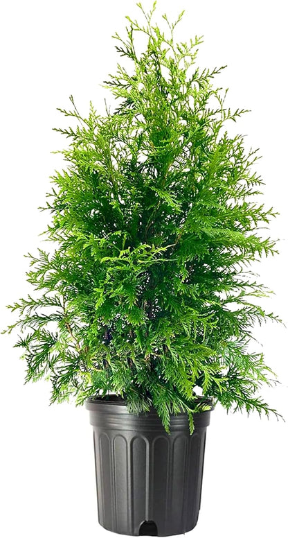 Thuja Green Giant | 3 Extra Large 3 Gallon Trees | Thuja standishii x plicata | Fast Growing Privacy Screen | Evergreen Landscape Plants for Borders