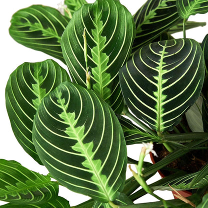 Maranta 'Lemon Lime' Live Plant for Indoor | Different Houseplants in 4'' & 6'' Pot | Real House Plant for Living Room, Office, Desk & Bathroom | Prayer Plant