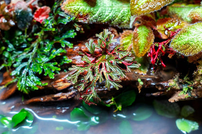 SubstrateSource Live Terrarium Plants - Spikey Moss for Terrariums, Paludariums - Easy, Beginner Friendly (Selaginella Erythropus Ruby Red Club Moss, (1 Pot))