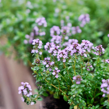 German Thyme Plants - Perfect for Indoor or Outdoor Gardening, High in Antioxidants, Fragrant and Flavorful Herb (4 ger Thyme Bags)