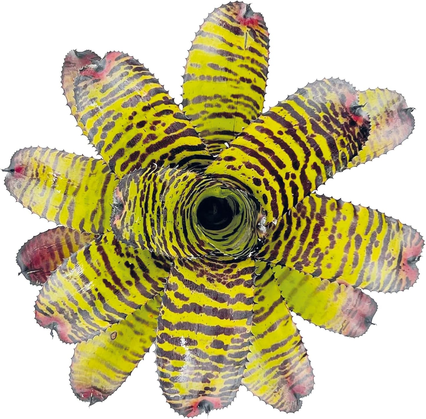ragnaroc Live Plants – Bromeliad Neoregelia Dragon, 8-12" in 6" Pot - 1ct - Live Arrival Guaranteed - House Plants for Home Decor & Gift