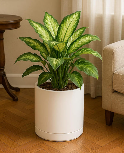 D'vine Dev 10 Inch Ceramic Planter Pot with Drainage Hole and Saucer, Indoor Cylinder Round Planter Pot, Oatmeal, 94-O-E-8