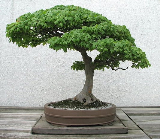 Rare Plant Tree Seeds 20+ Trident Maple Seeds (Acer buergerianum)