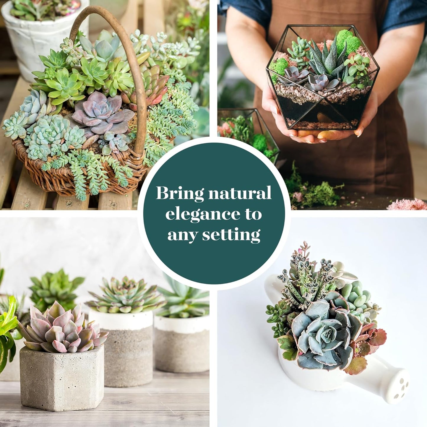 Shop Succulents Pastel Succulent Plant Pack Bulk Collection - Live Mini Succulent Plants, Low Maintenance, Bright & Serene Colors & Textures - Wedding and Party Favors, Gift & Garden, Pack of 256