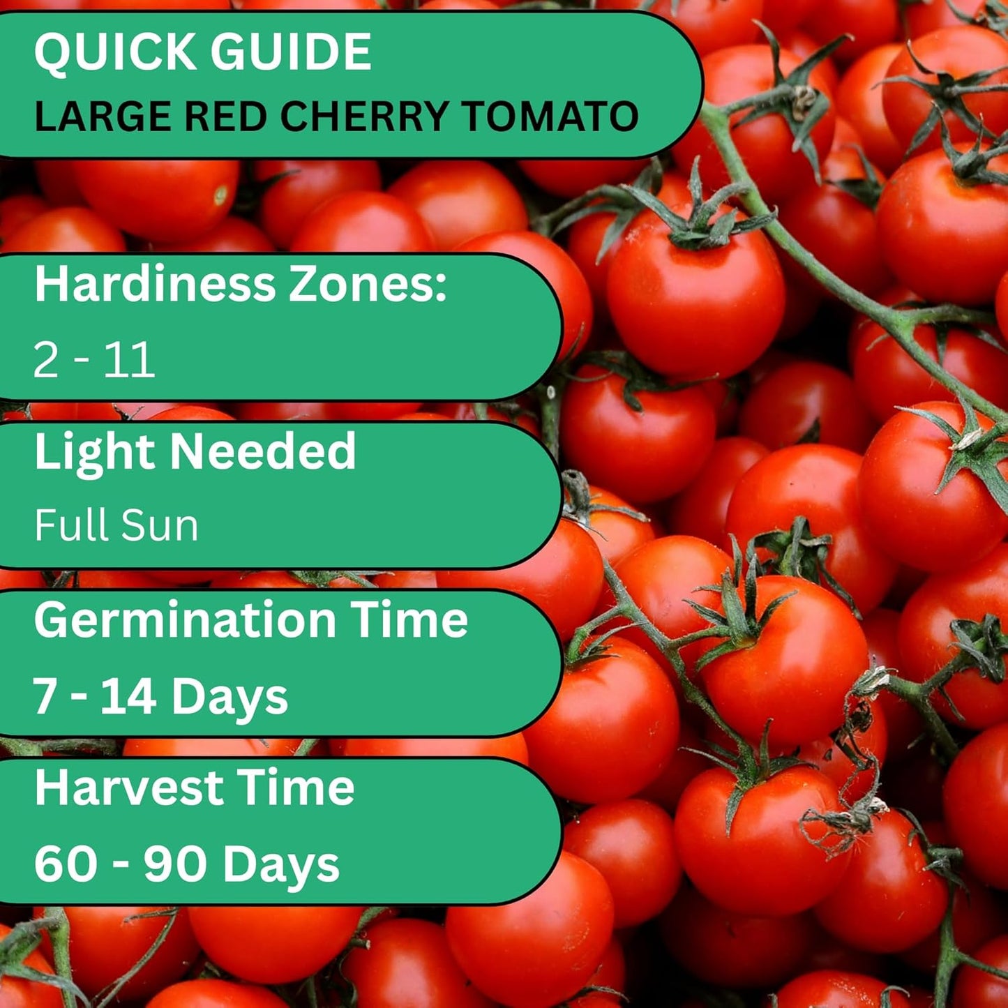 Woods Creek Seeds: Large Red Cherry Tomato Seeds for Planting - Over 450 Heirloom Tomato Seeds for Planting Outdoors, Indoors, Patio or Home Plant Garden - Non-GMO Seed Pack of Tomatoes