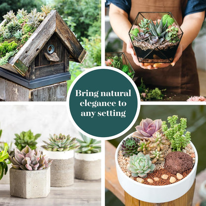 Shop Succulents Mixed Succulent Plant Pack 2" Grow Pot Pack of 40
