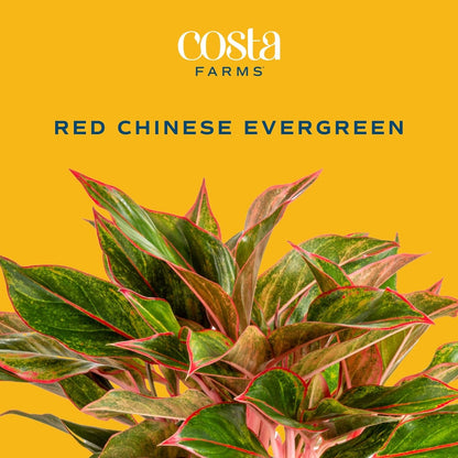 Costa Farms Chinese Evergreen, Red, Easy to Grow Live Indoor Plant Aglaonema, Houseplant Potted in Indoors Garden Plant Pot, Potting Soil Mix, Gift for New Home, Office, or Home Décor, 1-2 Feet Tall