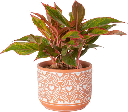 Costa Farms Chinese Evergreen, Live Indoor Plant Aglaonema, Potted in Modern Decor Planter Pot with Soil, Live Houseplant Gardening Gift, Tabletop, Office, or Home Décor, 14-Inches Tall