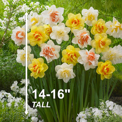 Garden State Bulb Double Mixed Daffodil Flower Bulbs, 14/16cm, Fall Planting (Bag of 50)