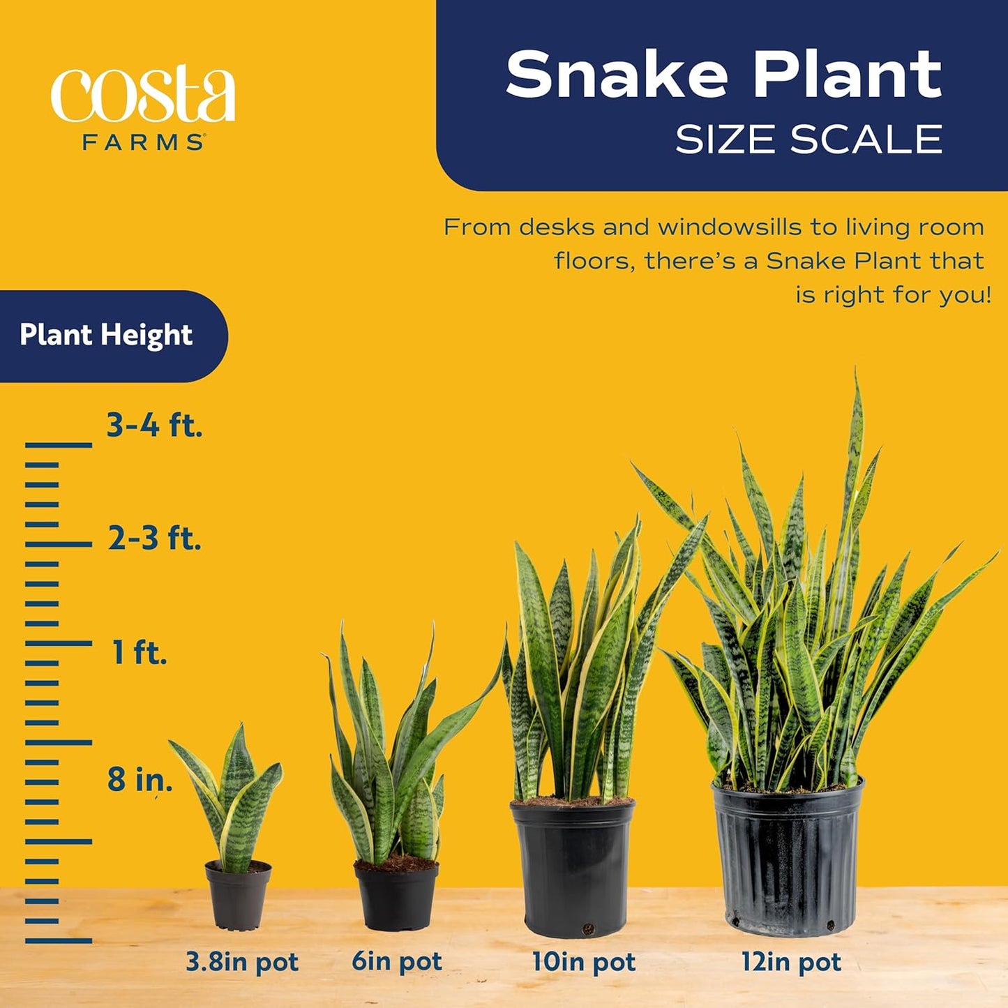 Costa Farms Snake, Sansevieria Mother-In-Law's Tongue in Mid-Century Modern Planter Stand Fits on Floor/Tabletops, Live Indoor Plant, 12-Inch Tall, Grower's Choice