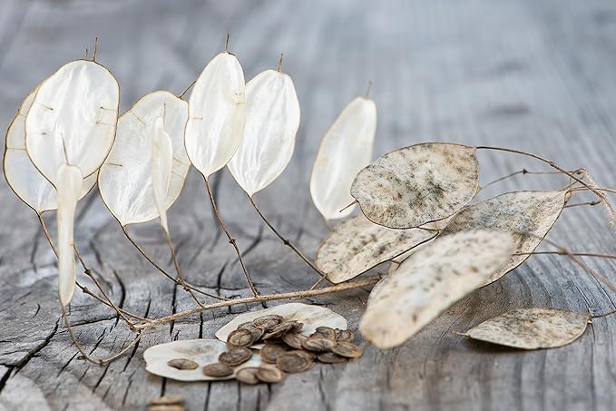50 Lunaria Biennis Seeds - Silver Dollars, Money Plant, Honesty Plant, Moonwort