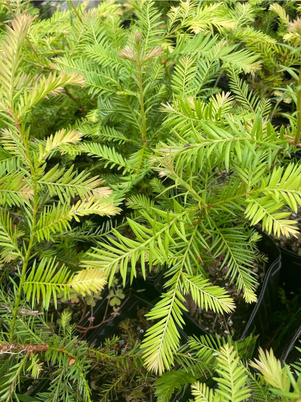 5 Coast Redwood Tree Seedlings- Native, Fast Growing, Animal Habitat (5 Conifer Trees Approx. 1.5 feet in Height)