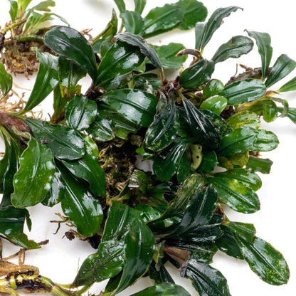 SubstrateSource Bucephalandra Arrogant Blue Live Aquarium Plant - Natural Freshwater Fish Tank Decorations and Aquatic Decor (Small Clump (3-5 Plants))