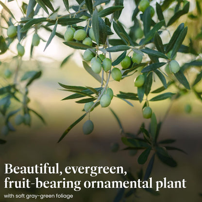 American Plant Exchange Arbequina Olive Tree – Live 7.5-Inch Pot, Fruit Bearing Tree, Cold Hardy Edible Variety for Containers, Patios, and Mediterranean-Inspired Gardens