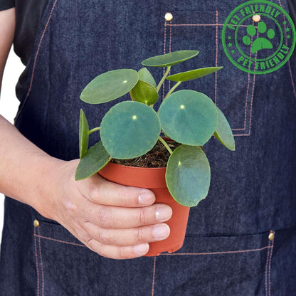 Pilea Peperomioides 'Chinese Money' Live Plant for Indoor | Different Houseplants in 4'' & 6'' Pot | Real House Plant for Living Room, Office, Desk & Bathroom | Friendship Plant