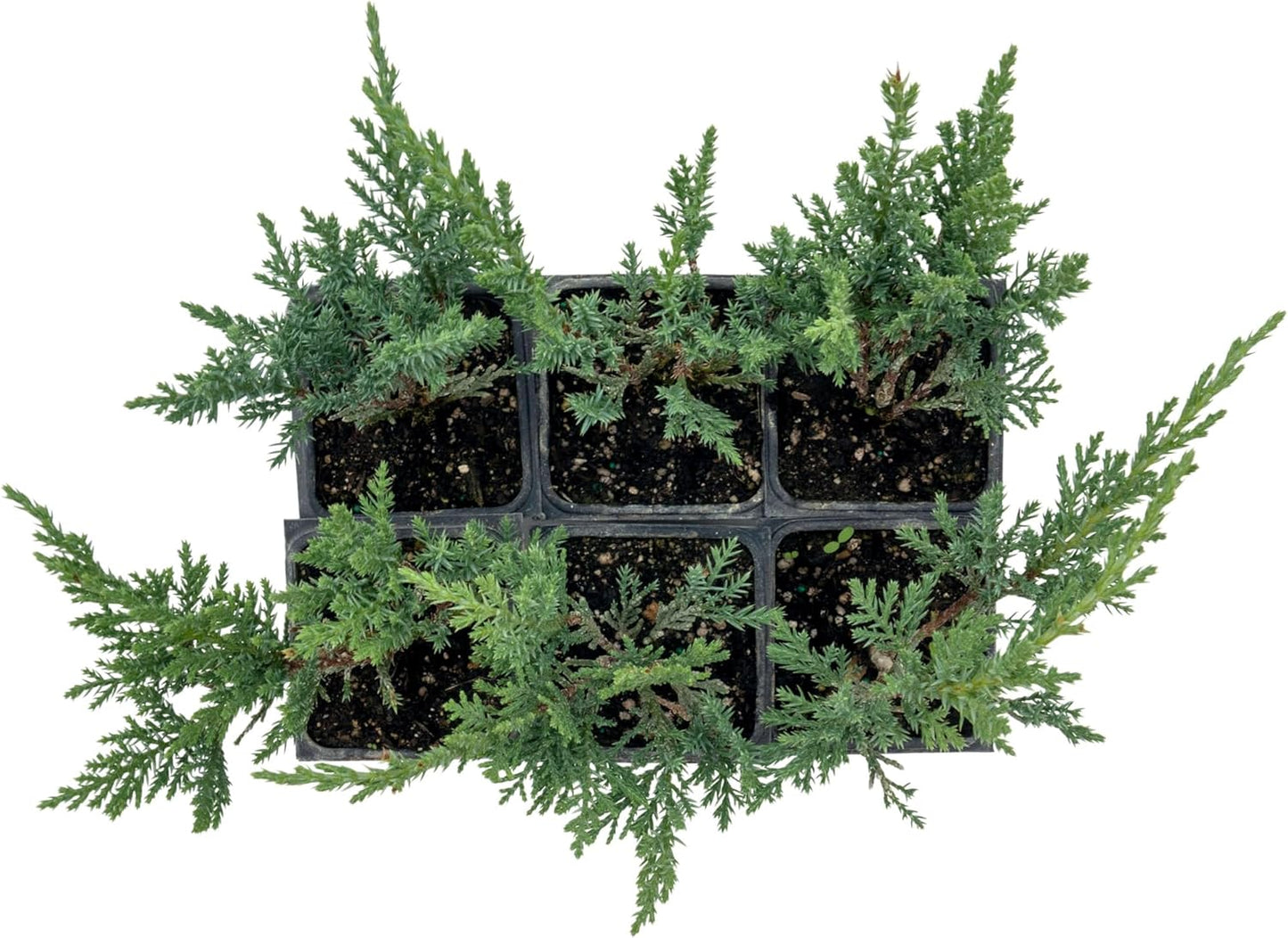 6 Tamarix Juniper in 3.5" Nursery Cubes | Juniperus Sabina ‘Tamariscifolia’ | Dense, Low-Maintenance Evergreen Shrub with Fine, Feathery Foliage | Ready-to-Plant Live Starters