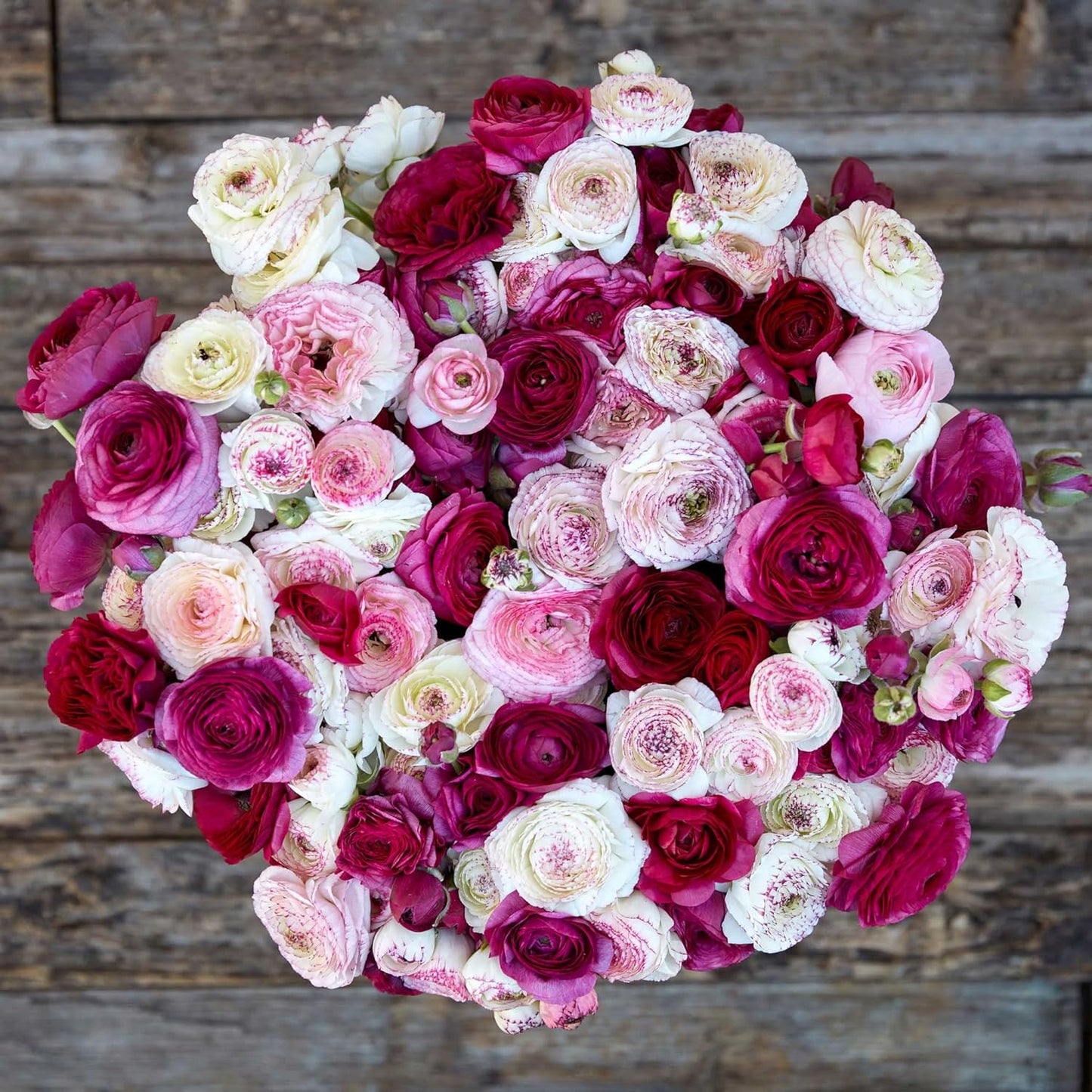 Eden Brothers Ranunculus Bulbs - Crushed Berry Mix