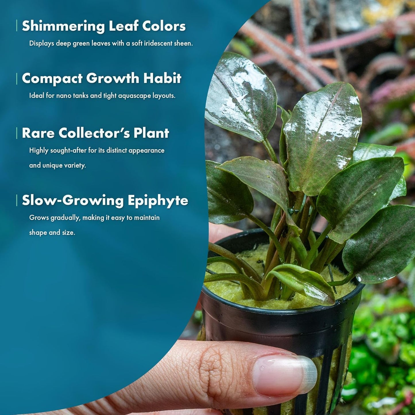 SubstrateSource Live Plants - Bucephalandra Theia - Low Light, Green, Red, Purple Accent for Foreground to Midground Freshwater Aquarium Aquascaping - Pot