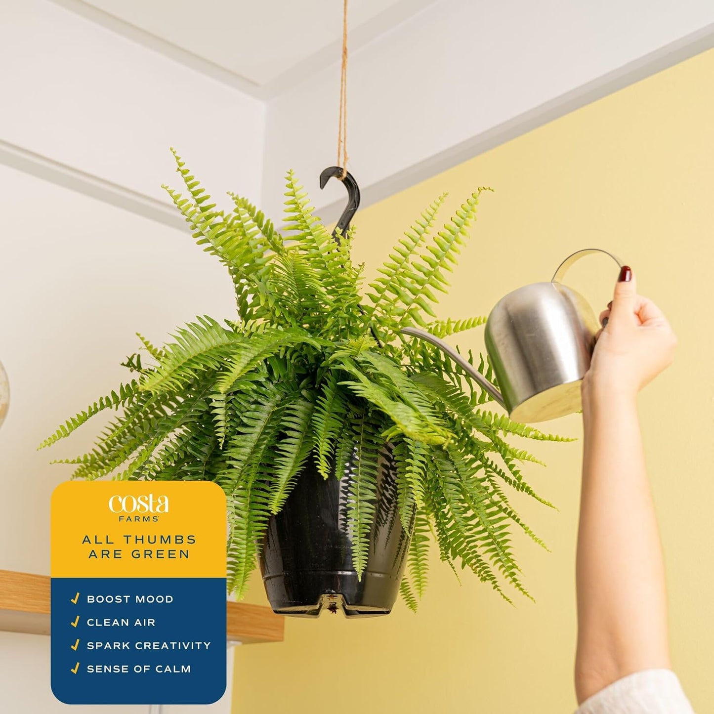 Costa Farms Boston Fern Live Plant in Plastic Pot, Air Purifying Large Indoor & Outdoor Houseplant, Perfect for Home, Room, or Office Decor, Great House Warming or Birthday Gift, 2-3 Feet Tall