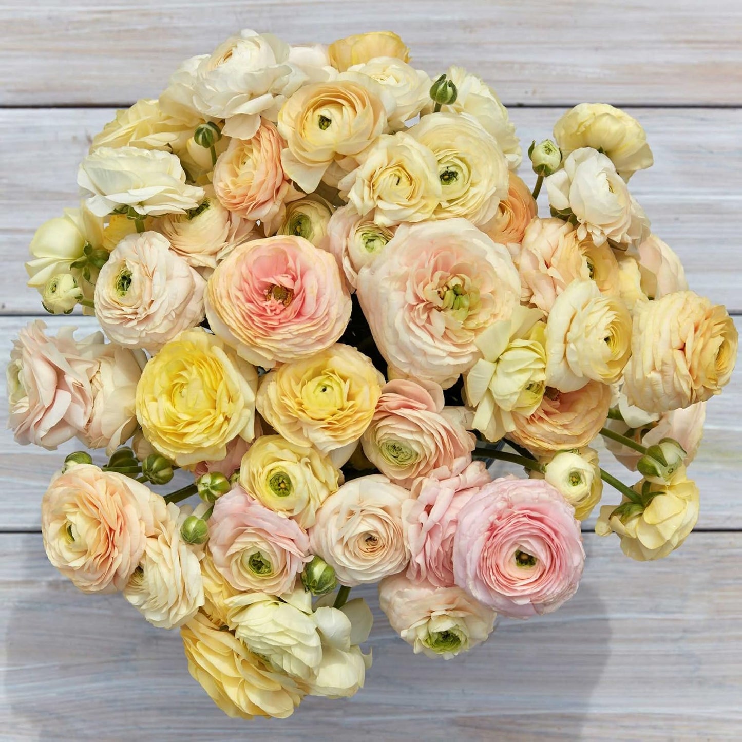Eden Brothers Ranunculus Bulbs - Wedding Pastel