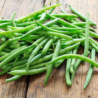 Organic Bush Blue Lake 274 Bean - 1 LB ~1,200 Seeds - Organic, Non-GMO, Open Pollinated, Heirloom, Vegetable Gardening Seeds