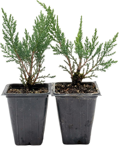 2 Tamarix Juniper in 3.5" Nursery Cubes | Juniperus Sabina ‘Tamariscifolia’ | Dense, Low-Maintenance Evergreen Shrub with Fine, Feathery Foliage | Ready-to-Plant Live Starters