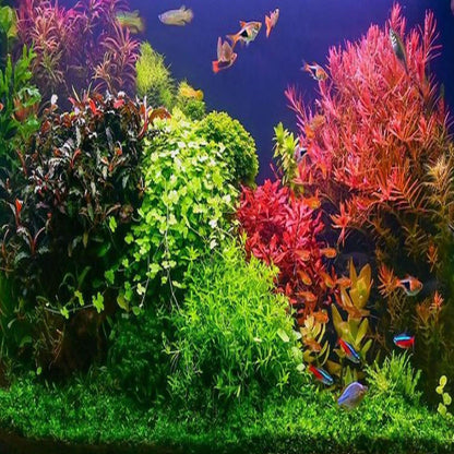 Mainam Pearl Weed Hemianthus Micranthemoides Potted US Nursery Live Aquarium Plants Decorations Freshwater Fish Tank Aquatic Plant3 Days Live Guaranteed
