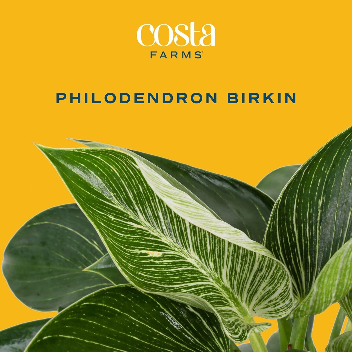 Costa Farms Philodendron Birkin Live Plant in Decorative Pot, Air Purifying Indoor Houseplant, Perfect for Home, Room, or Office Decor, Great House Warming or Birthday Gift, 12-18 Inches Tall