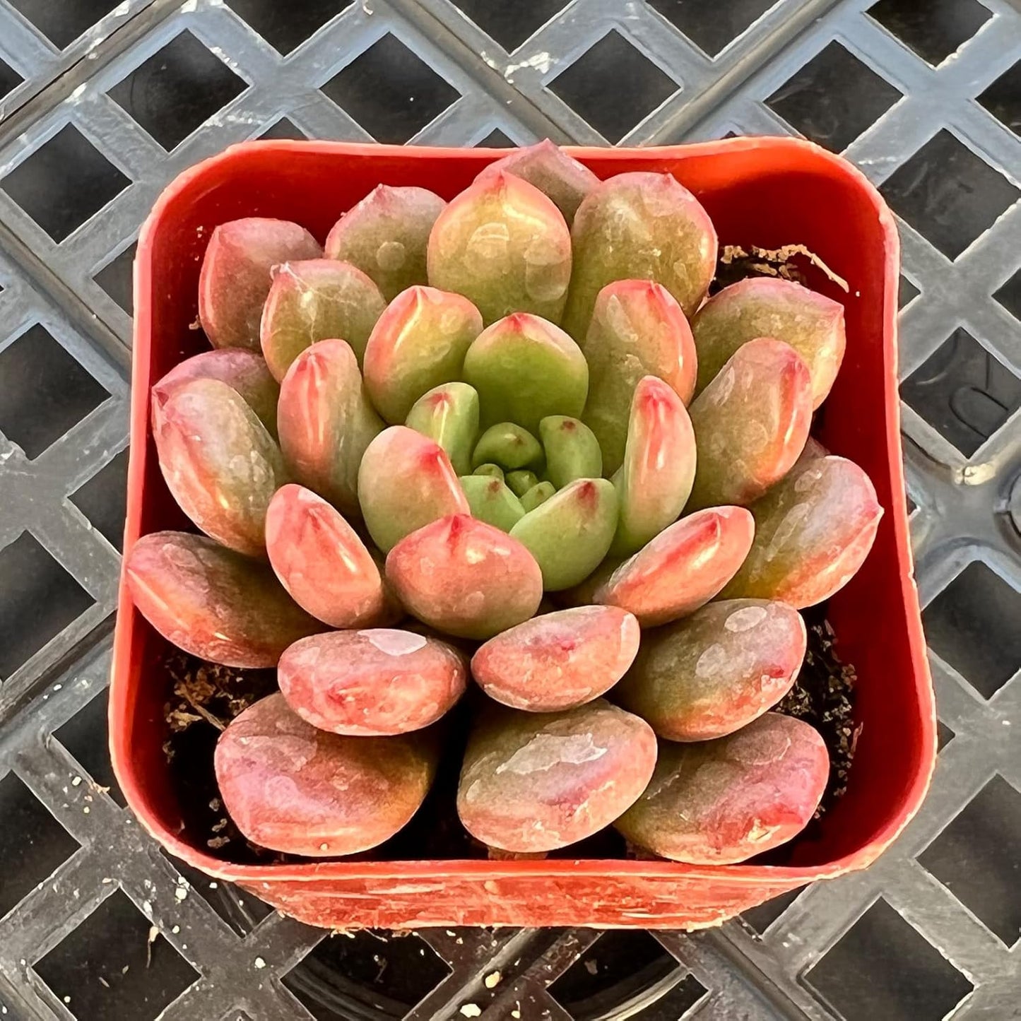 Sprout N Green Sedeveria Pink Ruby, Live Succulent Plant Fully Rooted in 2" Pot, Real House for Indoor Outdoor Home Office Wedding Decoration Party Favor