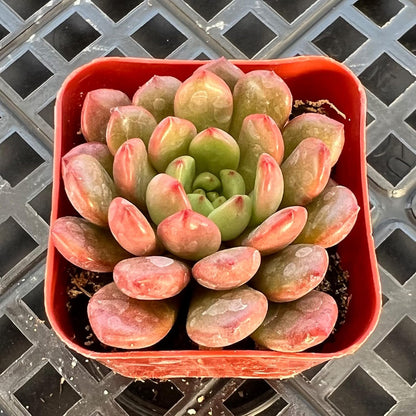 Sprout N Green Sedeveria Pink Ruby, Live Succulent Plant Fully Rooted in 2" Pot, Real House for Indoor Outdoor Home Office Wedding Decoration Party Favor