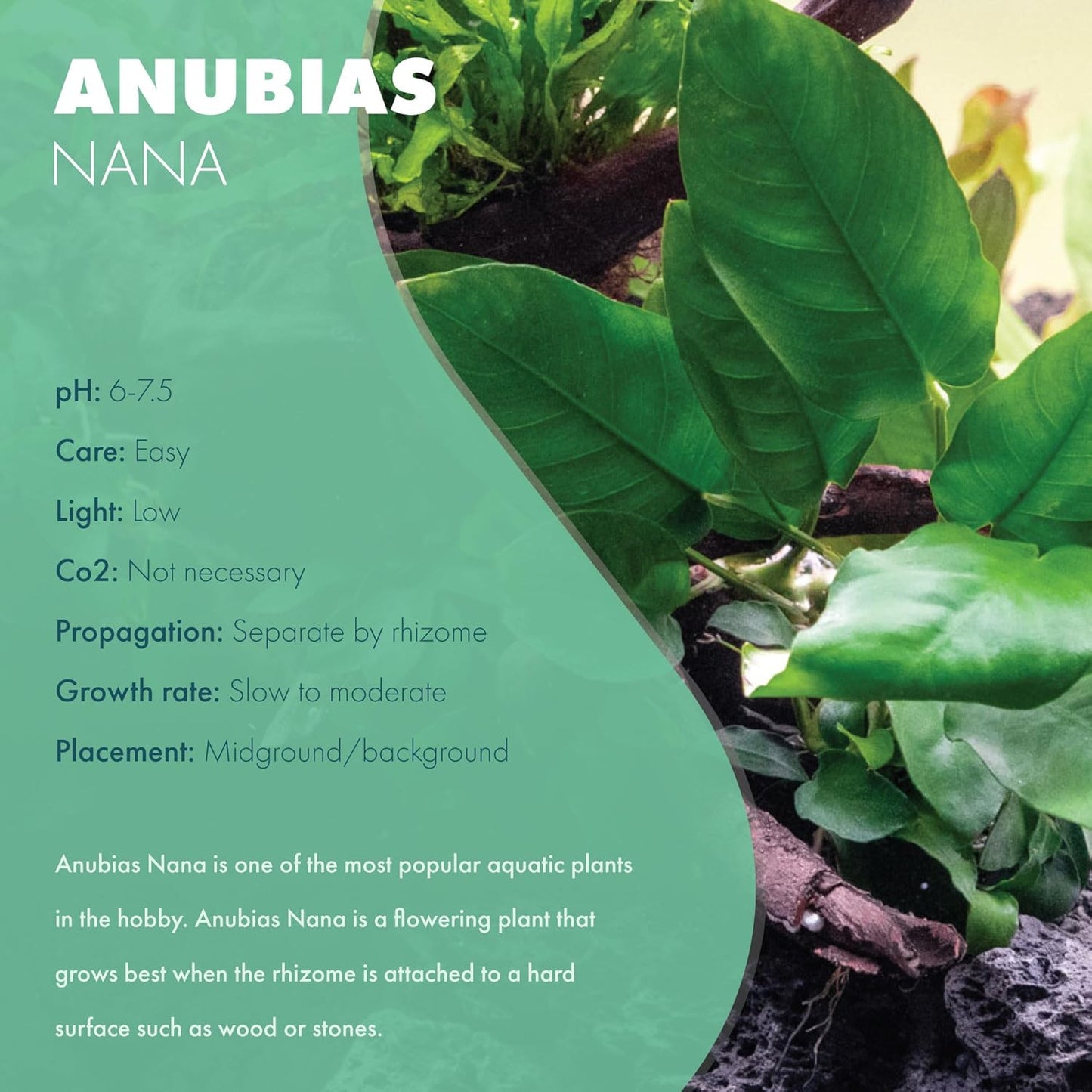 SubstrateSource Anubias Live Aquarium Plants - Potted Freshwater Plant for Fish Tanks, Terrariums - Beginner Friendly Low Light (Nana, Mother Plant)