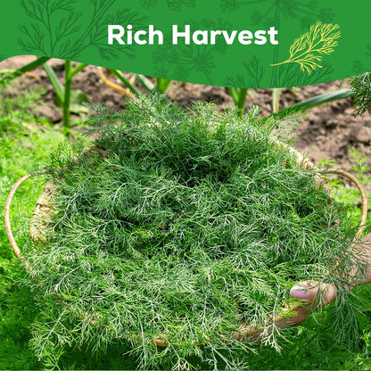 Bouquet Dill Seeds for Planting - 500+ Heirloom, Non-GMO Seeds - Herb Seeds Packet for Plating Home Garden, Herb Garden - Indoor/Outdoor, Easy to Grow