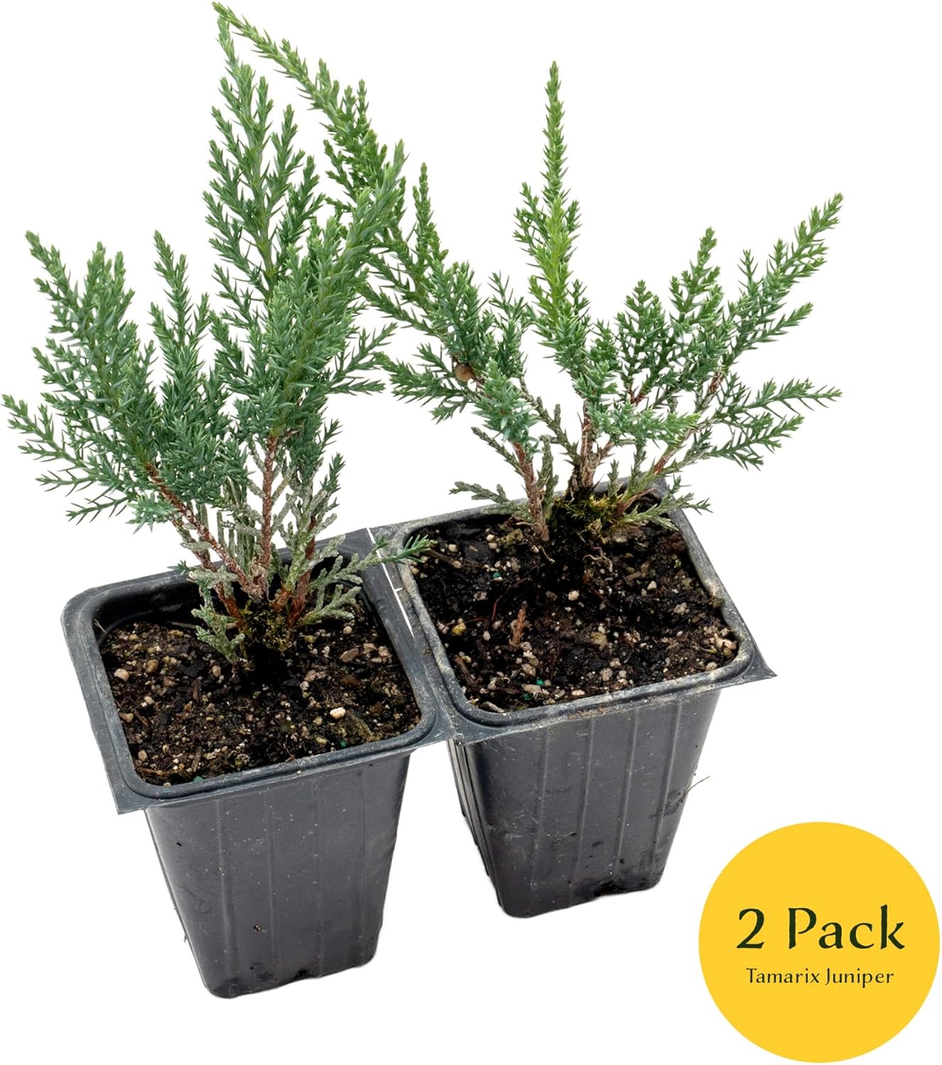 2 Tamarix Juniper in 3.5" Nursery Cubes | Juniperus Sabina ‘Tamariscifolia’ | Dense, Low-Maintenance Evergreen Shrub with Fine, Feathery Foliage | Ready-to-Plant Live Starters