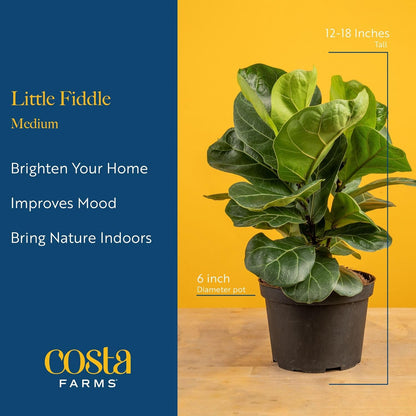 Costa Farms Little Fiddle Leaf Fig, Live Indoor Plant Ficus Lyrata, Houseplant Potted in Modern Decor Pot and Plant Stand, Tabletop, Shelf, Room Decor or Office Decor, 1 Foot Tall